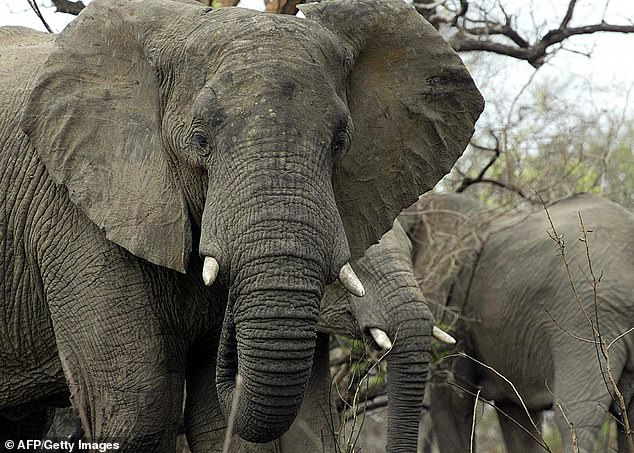 Elephants must eat up to 150 kg of food per day and can weigh up to seven tons (File image)