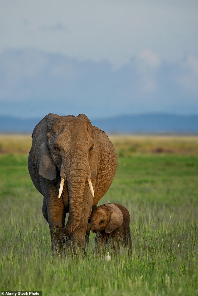 locals are forced to stay up all day and bang pots and pans or set off fireworks, to scare off the elephants and thus protect their land (File image)