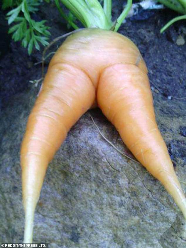 This round carrot looked very relaxed in this funny photo shared online