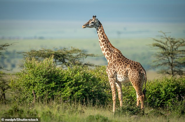 For the study, researchers collected thousands of photos of captive and wild Masai giraffes (Giraffa tippelskirchi, shown in the file photo), a species native to East Africa.