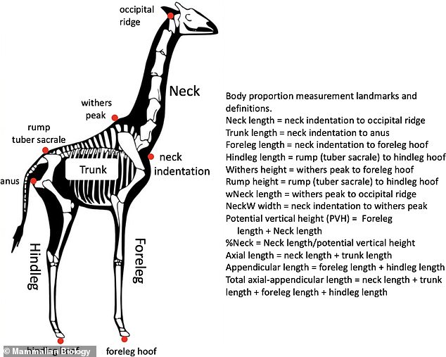 The team says that females have proportionately longer necks than males (relative to the entire length of the animal).