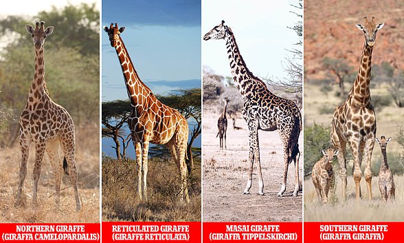 Efforts to sequence the genome of giraffes have confirmed that there are four different species, and that they are as different from each other as brown bears and polar bears.