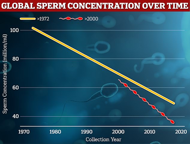 Research has previously suggested that sperm counts drop in men.  The photo shows a global study from 2022, published in the journal Human Reproduction Update.  Graph shows: The rate at which sperm concentrations are declining worldwide is evident from samples collected between 1972 and 2000 (orange) and since 2000 (red)