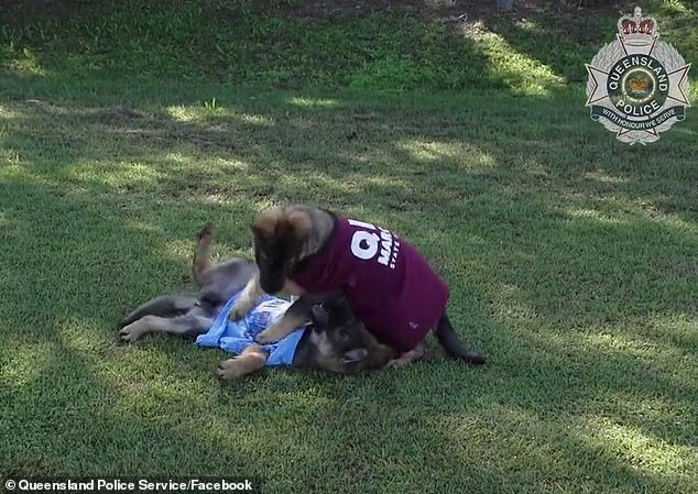 Queensland Police got in on the Origin talk and dressed two of their new recruits for Origin