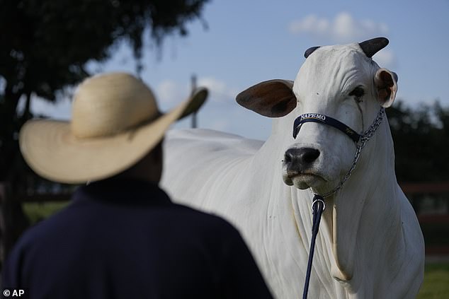 Lorrany Martins, a veterinarian and daughter of Pereira, said the cow's price tag is based on a trifecta of three desirable traits: rapid muscle growth, exceptional fertility and, most importantly, the consistent ability to pass these traits on to her calves.