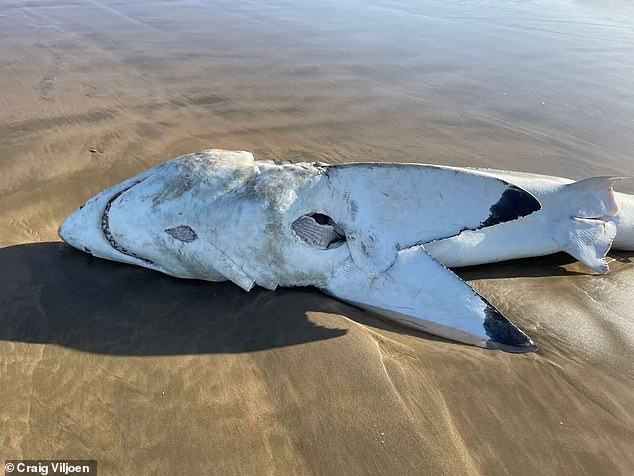 The finding marked the 14th confirmed case of white shark predation by killer whales in South Africa since 2015 (Photo: A carcass washes up in Mossel Bay, South Africa in 2022)