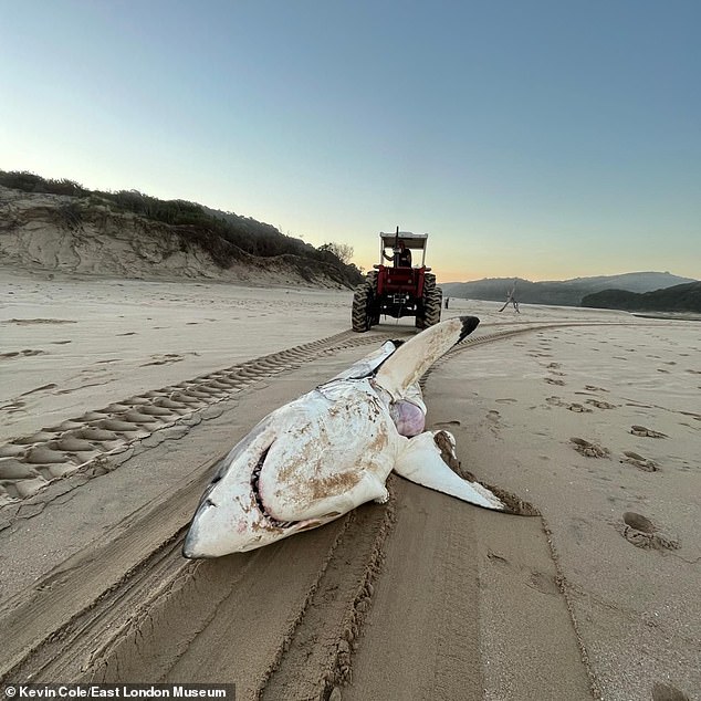 The 4.5 meter long carcass washed up at the mouth of the Nyara River, revealing that the animal had eaten a dolphin shortly before its death