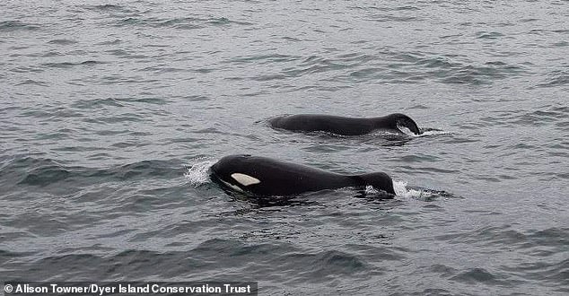 A pair of male killer whales, called port and starboard because of their left- and right-leaning dorsal fins, have been documented to engage in the strange hunting behavior