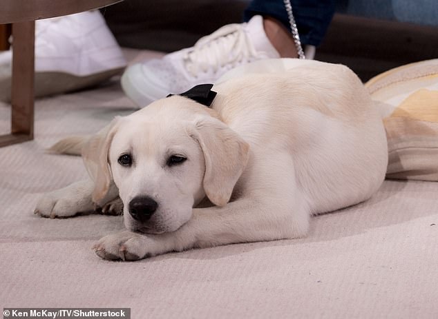 The puppy, named Buddy, is a yellow Labrador who will be trained to help both adults and children with autism and often sits on the couch with guests