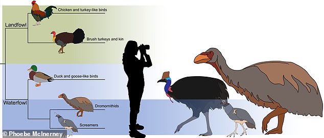 This image shows how Genyornis newtoni (pictured far right) is related to modern land and water birds