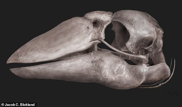 Artistic 3D rendering of the Genyornis newtoni skull.  The species was two meters long and weighed up to 230 kilograms