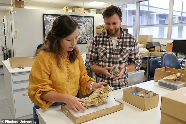 Phoebe McInerney and Jacob Blokland with a Genyornis newtoni skull in the Flinders University palaeontology laboratory