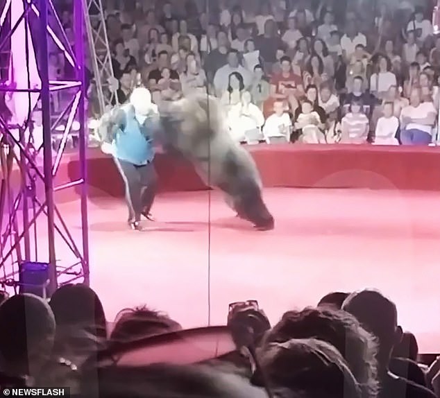 After pulling her across the circus floor on her roller skates, Krasov walked away before the bear launched her revenge attack