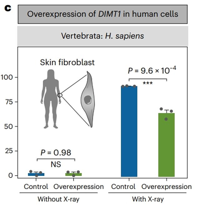 The team conducted in vitro studies using human cells, enhancing them to produce more DIMT1.  The modified cells grew 2.4 percent more than the unmodified cells.  The two groups were subjected to an X-ray, which showed improved cells that were 65 percent less old