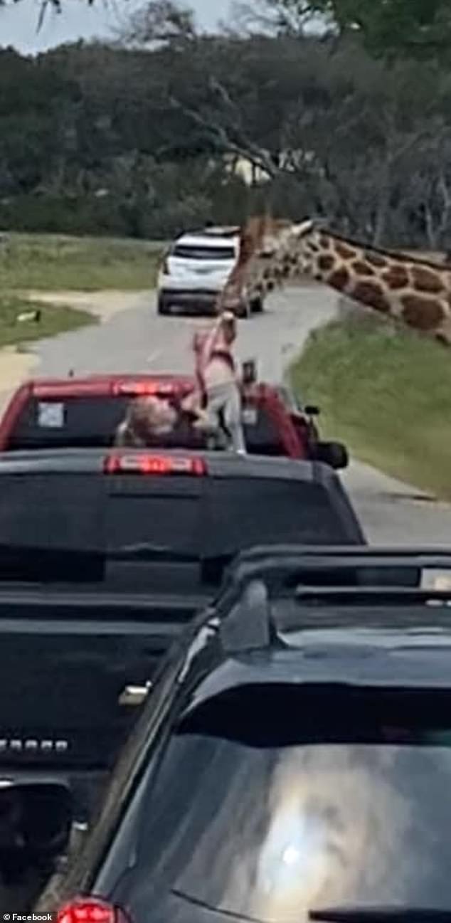 A Texas family got more than they bargained for when their drive-thru safari experience took a turn for the worse