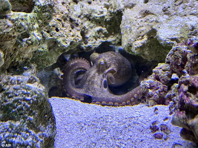 This undated photo taken by Cameron Clifford shows Terrance, the pet octopus his son Cal adopted at their home in Edmond, Oklahoma