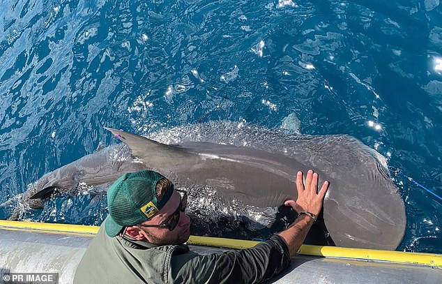 Marine biologist Dr Nicholas Lubitz (pictured) and his team from James Cook University were baffled by what the shark had regurgitated