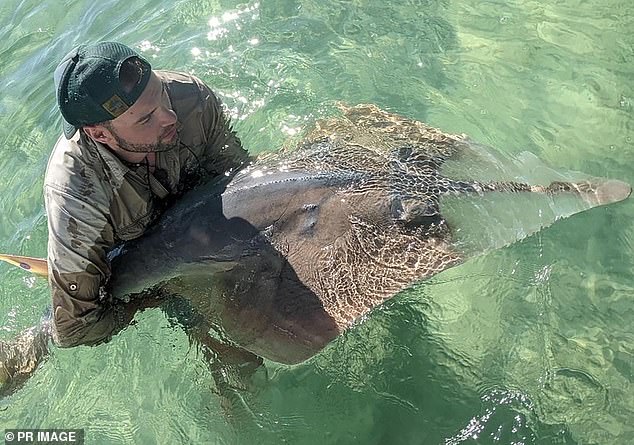 Dr.  Lubitz and his team fitted the shark with an acoustic tracker before releasing the creature unharmed into the water