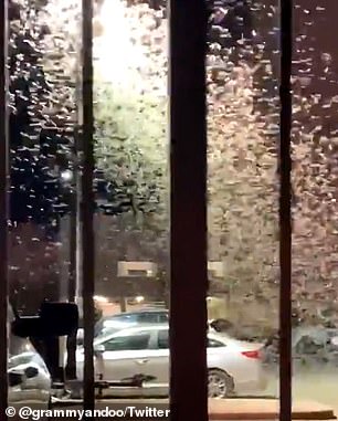 Locusts are seen around a parking lot