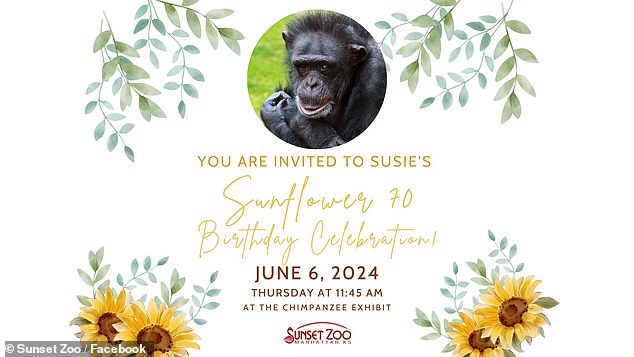 The Sunset Zoo is hosting a sunflower birthday for Suzie today in the chimpanzee habitat for all its guests