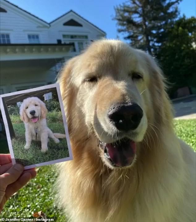 1717725711 990 Jennifer Garners golden retriever Birdie deserves a round of a paws