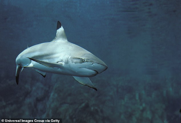 Blacktip and spinner sharks sometimes turn a tan color, making it likely that it was one of those two species that bit Damiana.  Pictured here: a blacktip shark