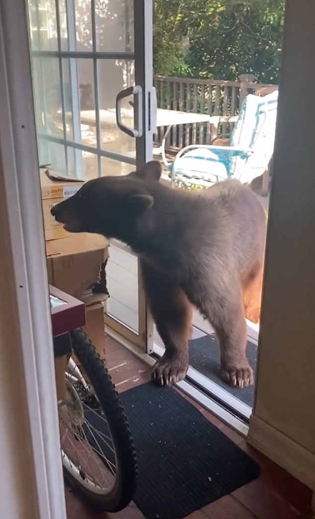 1717787799 394 Moment California man is stunned after bear walks into his