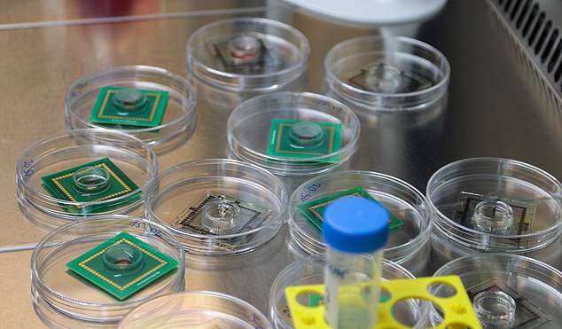 The 'organoids' can store information transmitted by electrodes (Photo FinalSpark)