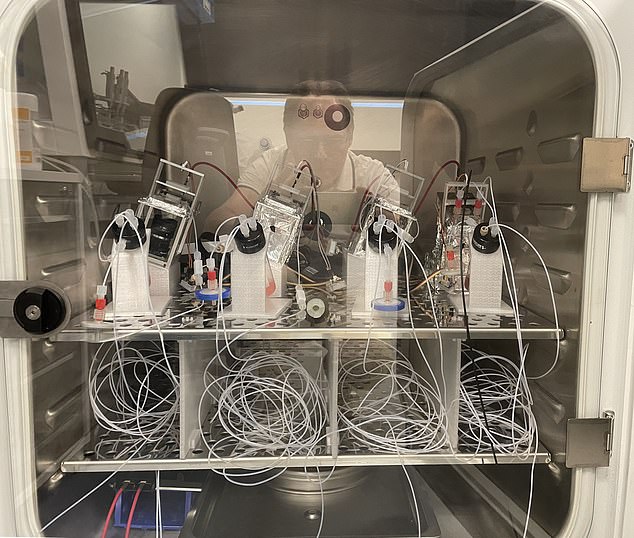 The organoids store information in the form of a 'biobit' (Photo FinalSpark)