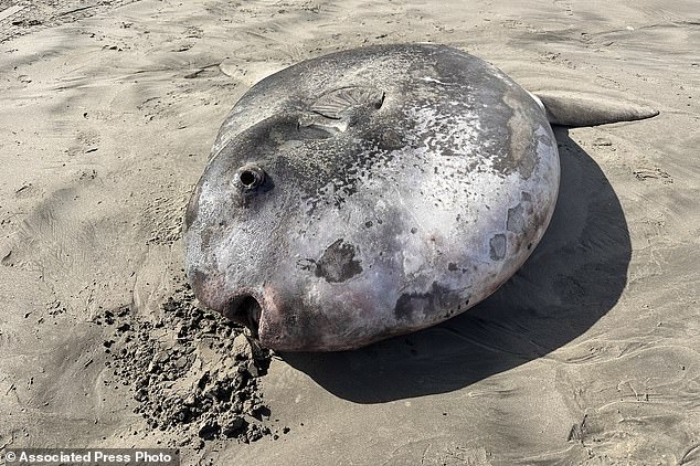 These images, courtesy of Seaside Aquarium, show the sunfish that washed up along the beach in Gearhart, Oregon on June 3, 2024