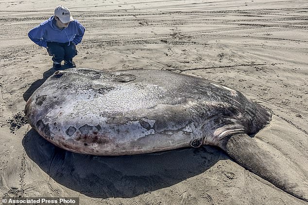 Photos taken by aquarium staff documented the hoodwinker's flat, round and mottled gray appearance as the beached fish rested on its side in the sand