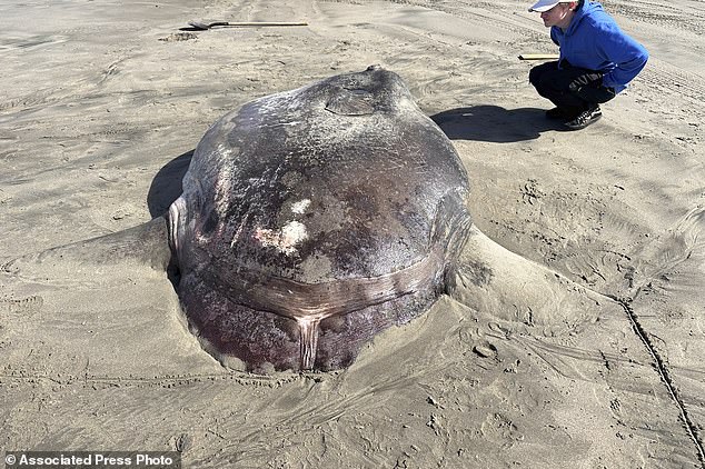 Photos were also taken of the large dead fish next to one person and a pickup truck, better showing the incredible size of this sunfish.