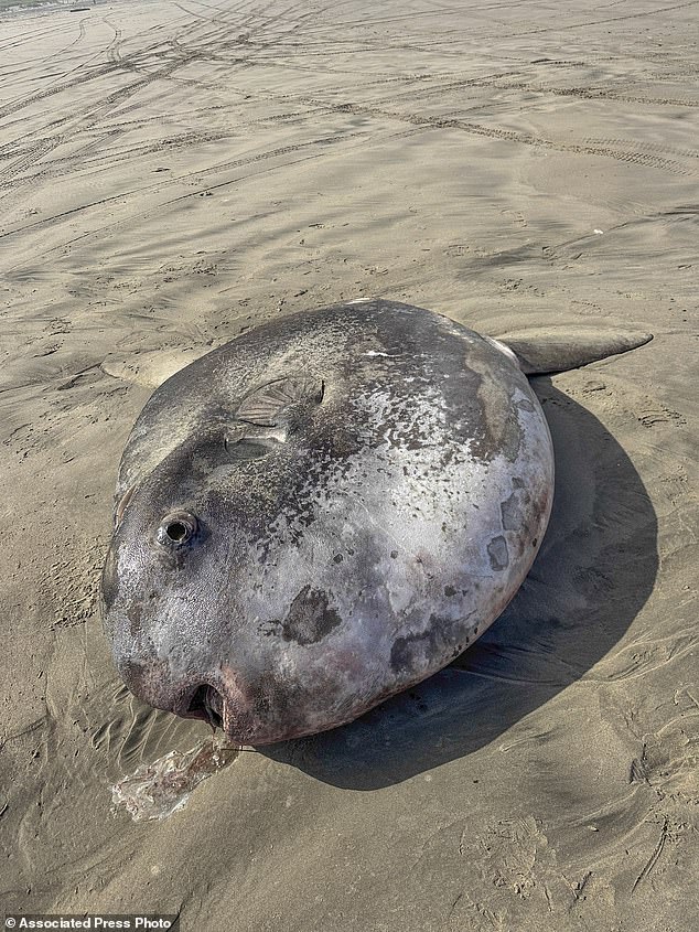 1717801414 153 A giant fish the size of a golf cart washes