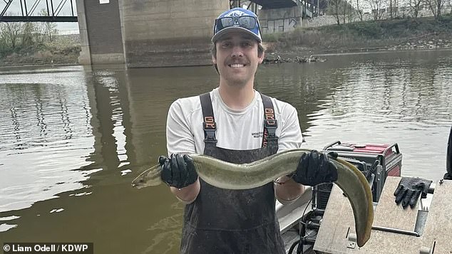 The KDWP Aquatic Invasive Species Crew found the American eel (photo) while conducting sampling operations near Kaw Point, a river bend where the Kansas and Missouri rivers meet