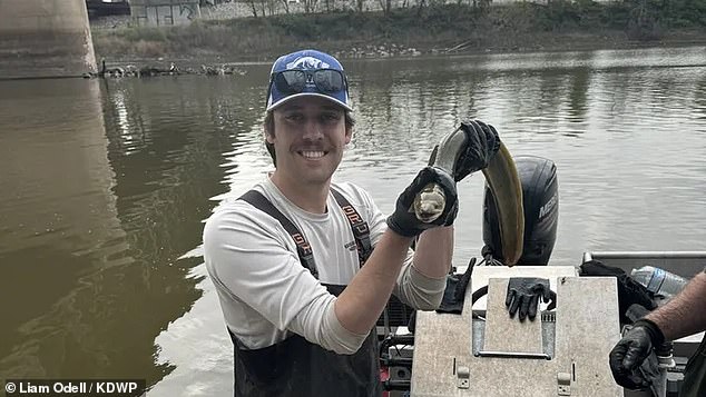 While the American eel (above) was once a common sight in coastal rivers up and down the Western Hemisphere, from Greenland to Brazil, and as far inland as Minnesota and central New Mexico, dam projects have halted migration patterns.