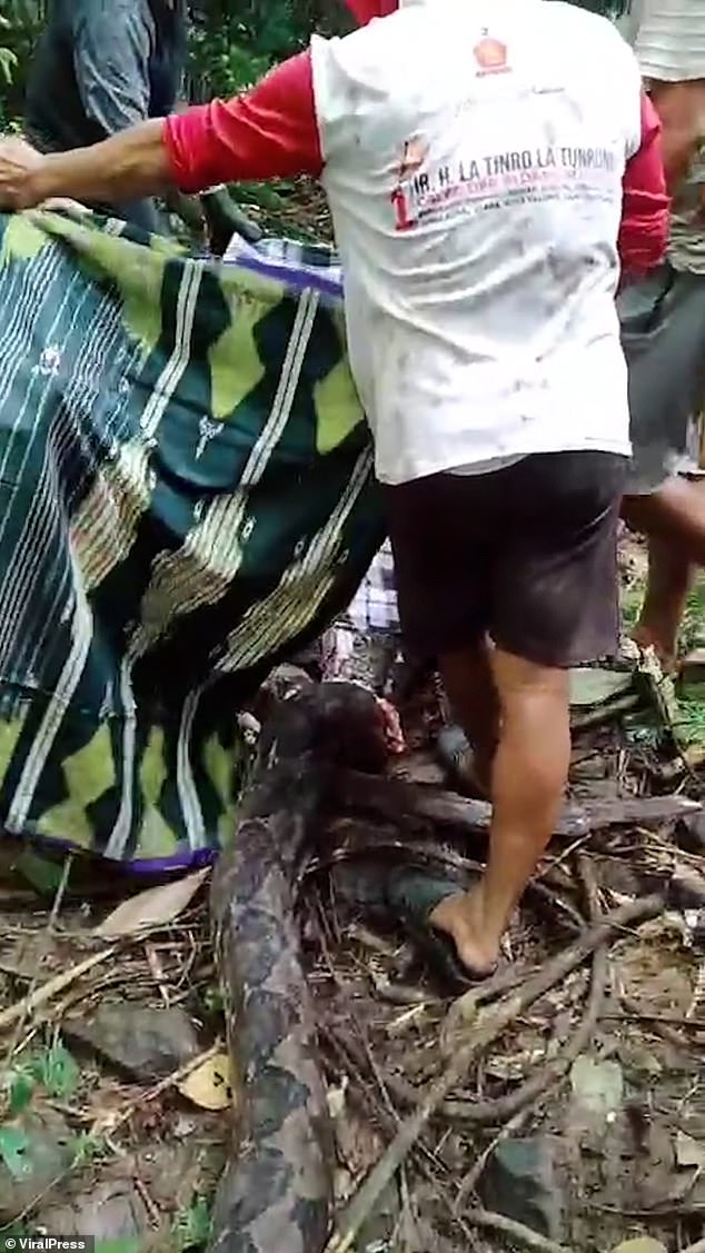 The python sank its teeth into her leg as it curled around her body, choking her before swallowing her head first