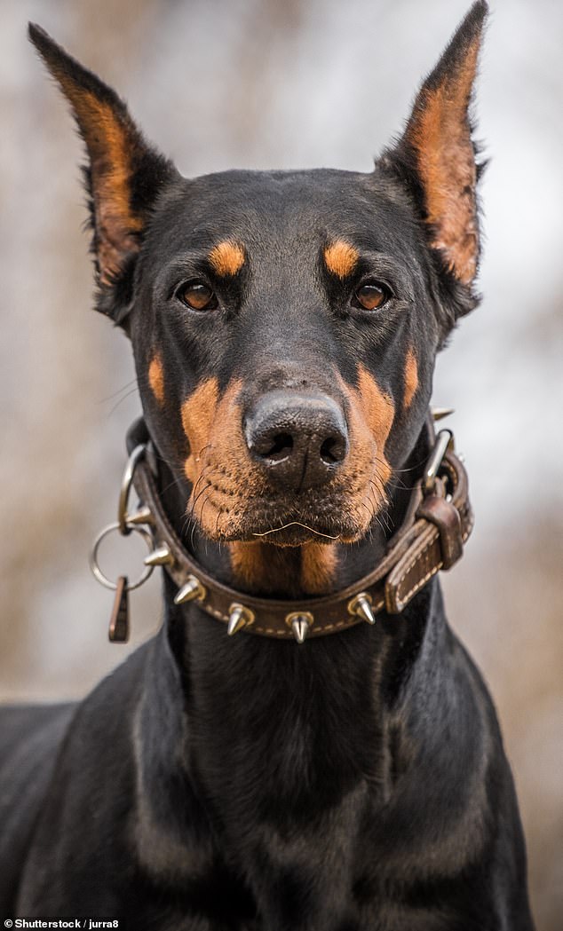 Among the breeds mentioned were Dobermans (photo).  According to Ben, more than 58 percent of Dobermans over the age of seven have a condition called dilated cardiomyopathy.