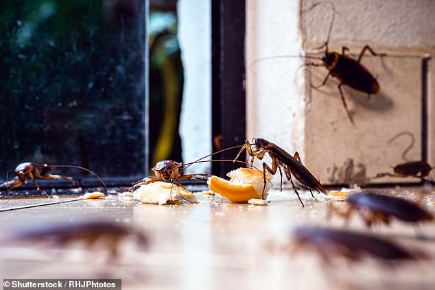 However, he quickly recovered after a short stint as a truck driver in London and his team grew rapidly (stock image of cockroaches)