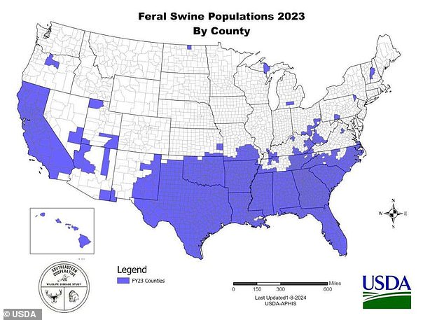 But by 2023, wild boars will have completely colonized the southern US, along with California