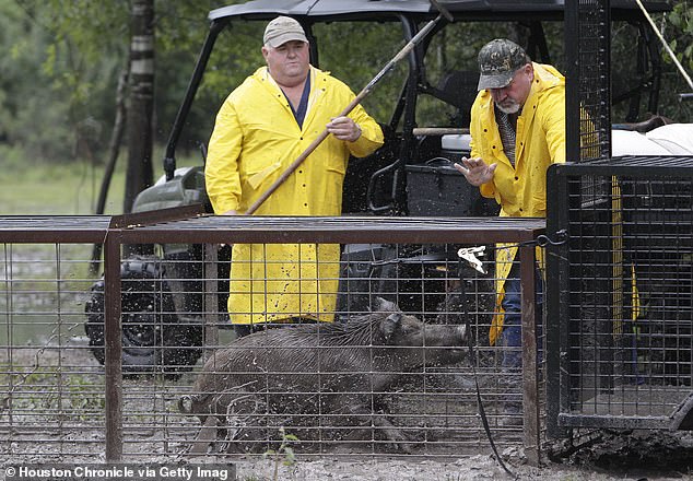 David Schmidt and Junior Coursey load a pig into the transport trailer as part of the Harris County feral hog trapping program at Barker-Addicks Reservoir on September 18, 2014 in Houston