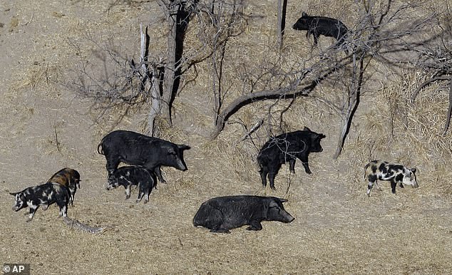 Feral pigs roam around a farm in Mertzon, Texas on February 18, 2009