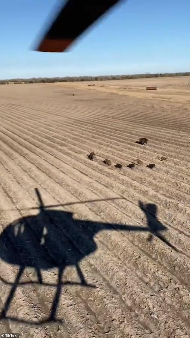 In Aaron Hoot's video, the helicopter's silhouette is seen flying over more than a dozen wild boars running through a patch of dirt