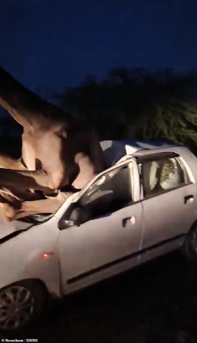 The video shows the camel struggling to break free from the wrecked car