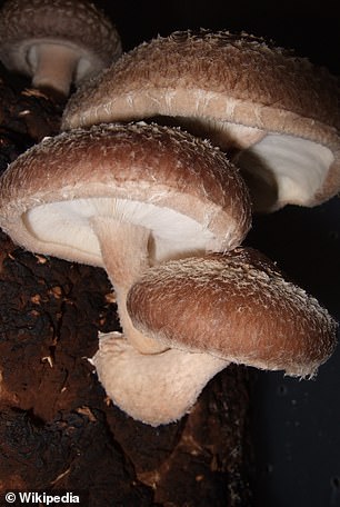 Shiitake mushrooms prefer to grow in warm, humid and tropical climates.  They are commonly found on oak and chestnut trees in Asia.