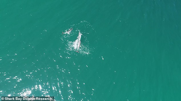 Researchers have observed young dolphins exhibiting behavior (pictured) remarkably similar to the mating behavior of adults, in which males drive a lone female away from rivals.