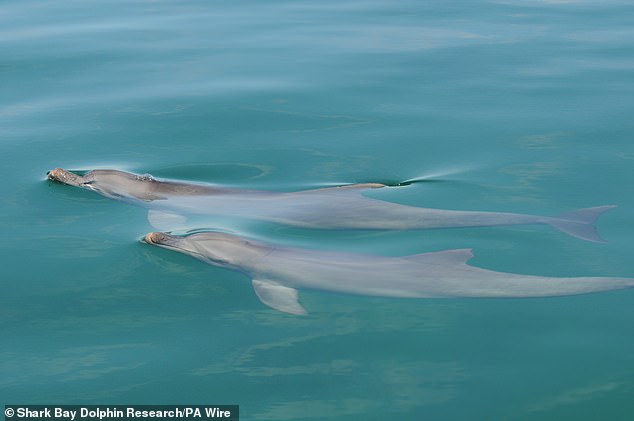 Male dolphins form lifelong friendships and work together to find mates for each other.  The researchers found that by playing more as juveniles, the dolphins could practice their cooperation more and be more successful as adults.