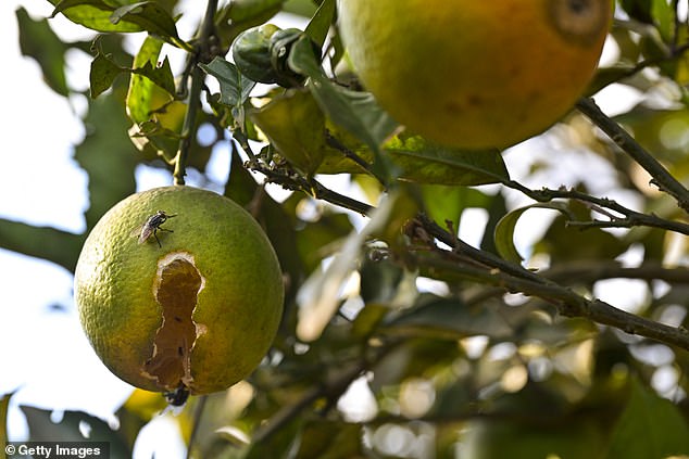 Citrus Greening Disease, (pictured), also called Huanglongbing, is a bacterial infection that is considered one of the most serious citrus diseases in the world because there is no cure.