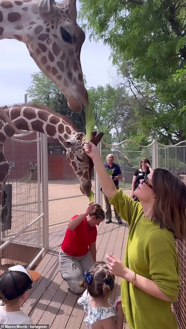 A video showed her nervously feeding some of the lettuce to one of the giraffes, which was included as the soundtrack to the Circle Of Life theme from The Lion King.