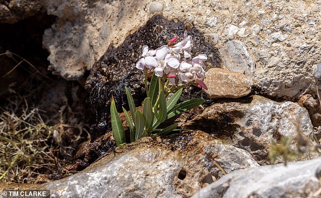 Flowers left by close family and friends who visited the site where Dr.  Mosley was found