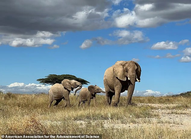 Researchers recorded 470 unique calls from elephants in Kenya that revealed their identity, age, gender and emotional state